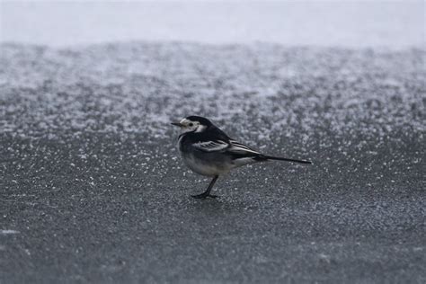 Pied wagtail – Montrose Basin Species Database