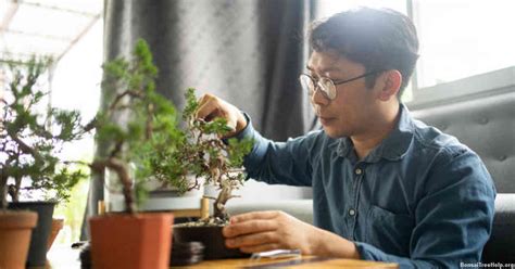 What Is A Bonsai Tree Node Bonsai Tree Help