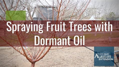 Spraying Fruit Trees With Dormant Oil Youtube