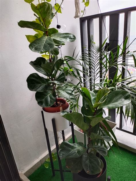 Pokok Pasu Set Combo Everything Else Others On Carousell