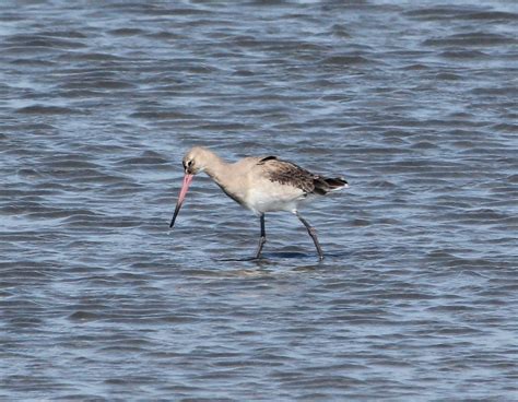 On the Wing: Rare Birds and Fall Migration on Virginia's Eastern Shore