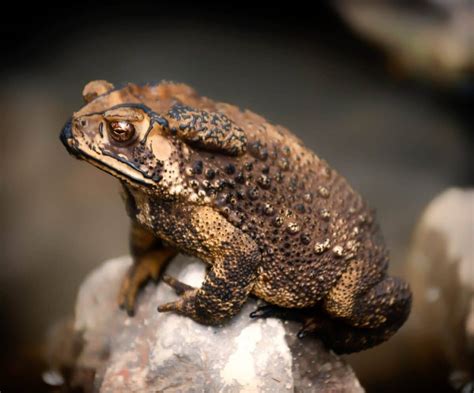 Toad Vs Frog What Makes Them Different