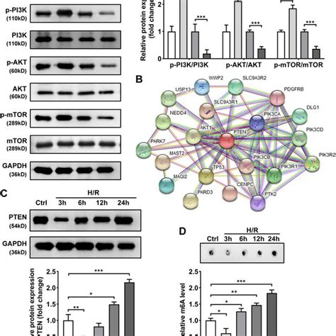 YTHDF1 Regulates The PTEN AKT Pathway A The Protein Levels Of P PI3K