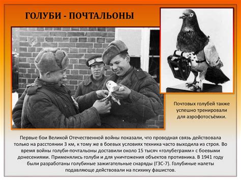Животные на войне - презентация онлайн
