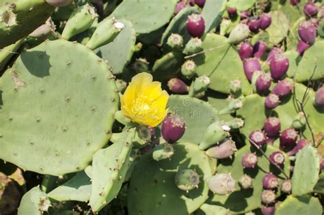 Gelbe Blume Des Bloomy Kaktus Stockfoto Bild Von Gelb Sonderkommando