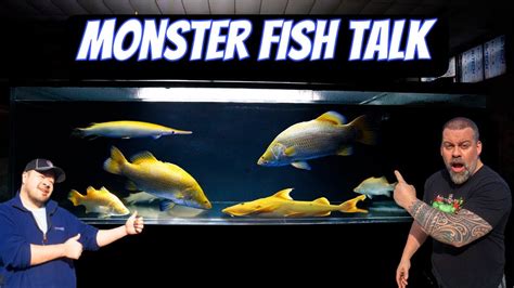 Monster Fish Talk Answering Your Questions In The Aquarium Hobby