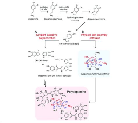 Schematic Illustration For Synthesis Of Pda Via Two Pathways A