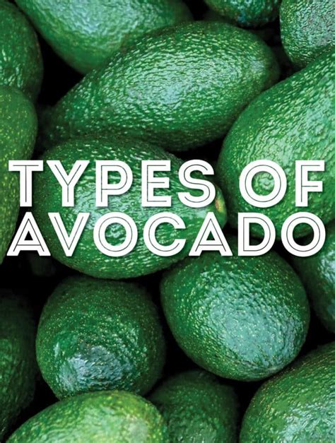 Types Of Avocados From A To Z With Photos Live Eat Learn