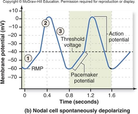 Electrical Events At SA Node Action Potential Graph Diagram Quizlet