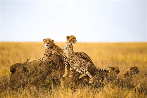 Les Animaux En Tanzanie Tracedirecte