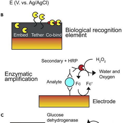 PDF Redox Electrochemistry To Interrogate And Control Biomolecular