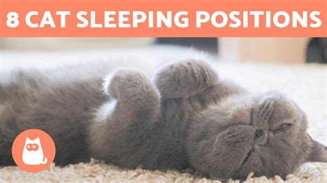 Cat Sleeping Positions What Do They Mean Youtube