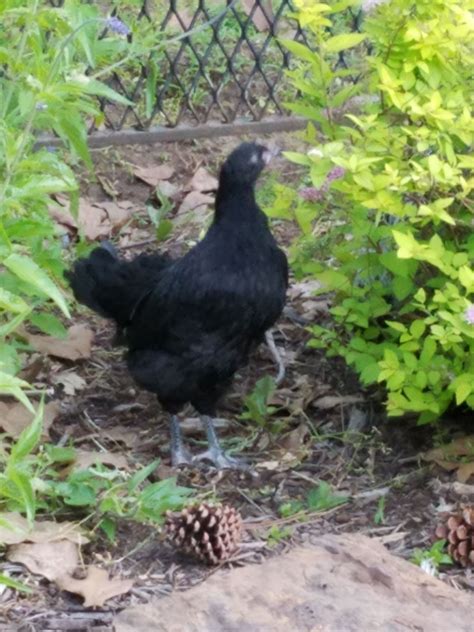 Black Australorp Backyard Chickens Learn How To Raise Chickens