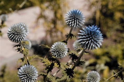 Una Planta Con Flores Azules En El Desierto Foto Premium