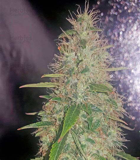 White Widow Autoflowering cannabis seeds for sale - Herbies