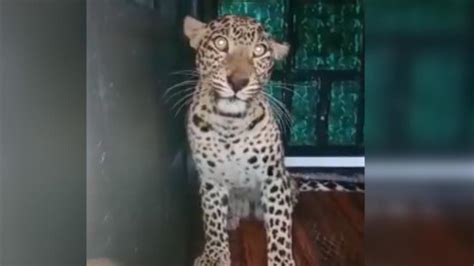 Leopard Returns To Forest After Officials Rescue It From 100 Feet Well