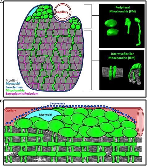 Skeletal Muscle Mitochondria