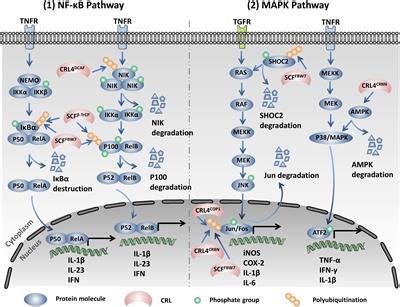 Frontiers Advances In The Potential Roles Of Cullin Ring Ligases In