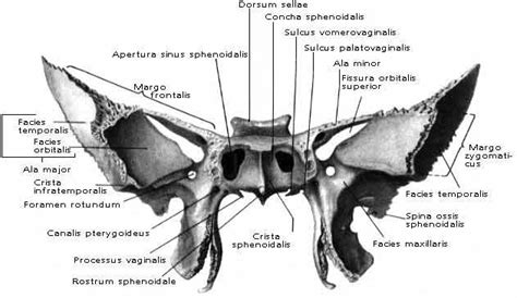 os sphenoidale | Клиновидная кость, Анатомия, Кости