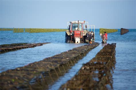 Photo Gallery Jersey Oyster