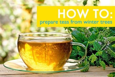 How To Prepare Healing Teas From Winter Trees Tisane Tè Alla Menta