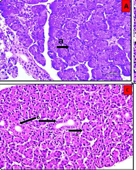 A Photomicrograph Of Parotid Glands A Group I Normal Architecture