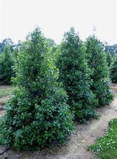10 Nellie R Stevens Holly 2.5 Pot - Etsy