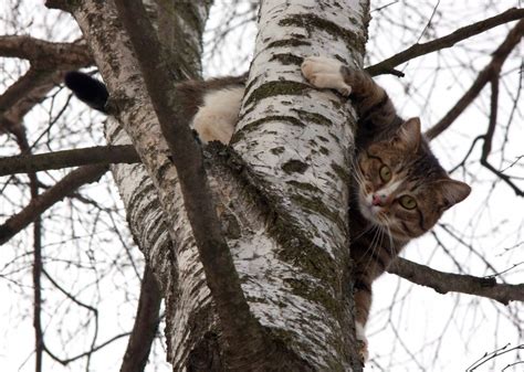 Cat in tree 2 - Little Miss Cat