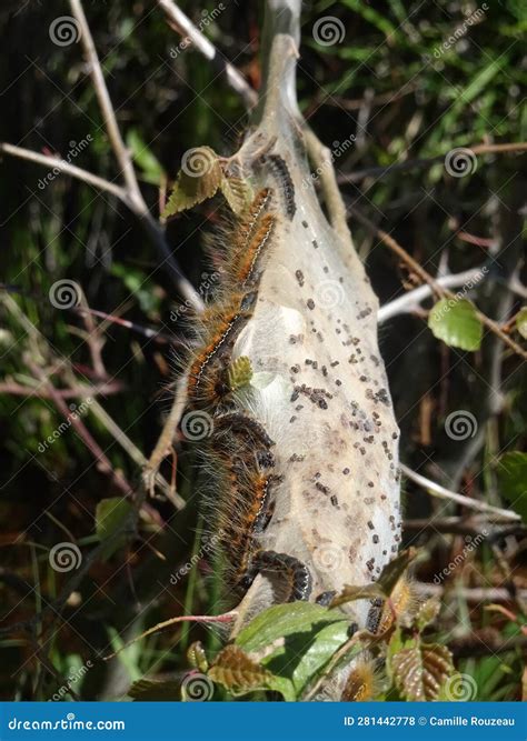 Pine Processionary Caterpillar on a Nest in the Alps Stock Photo