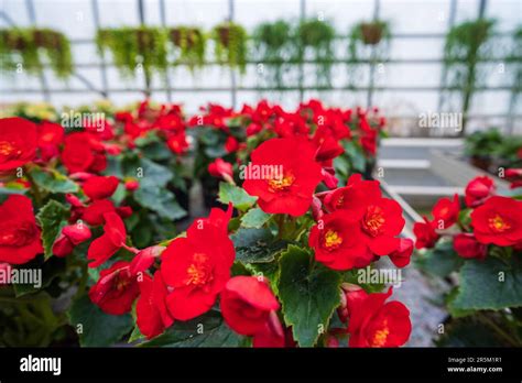 Flores En Un Invernadero Moderno Invernaderos Para El Cultivo De Flores Industria Florícola