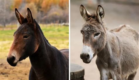 Difference Between a Donkey and a Mule - Helpful Horse Hints