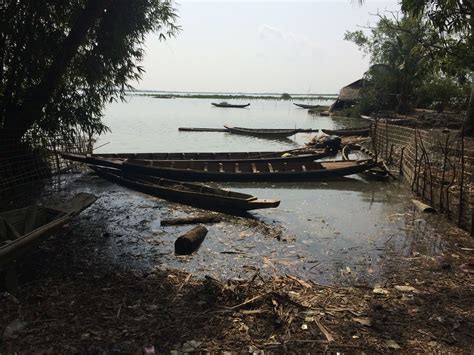 Myanmar Acted Supports Mangrove Conservation In Rakhine State Acted