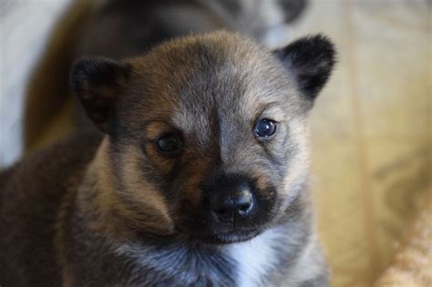 Elevage Du Clos De Dalahast Eleveur De Chiens Vallhund Suedois Spitz