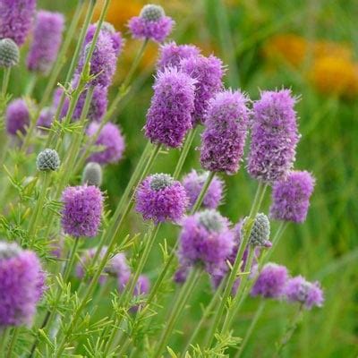 Purple Prairie Clover Seeds (Dalea purpurea) | Planet Natural