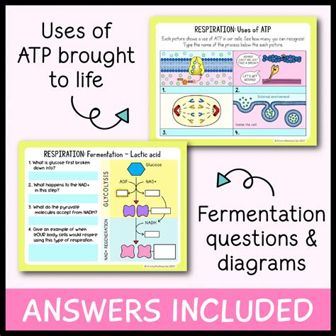 Simple Cellular Respiration Animation