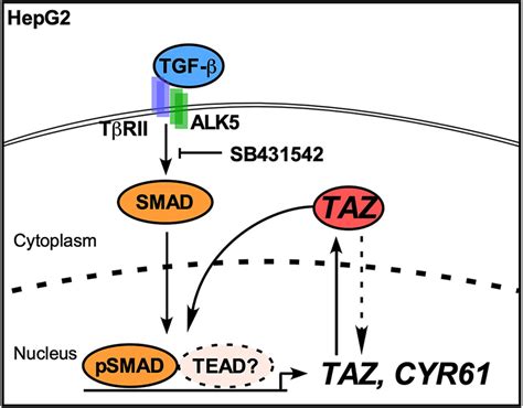 TGF β SMAD canonical pathway induces the expression of transcriptional