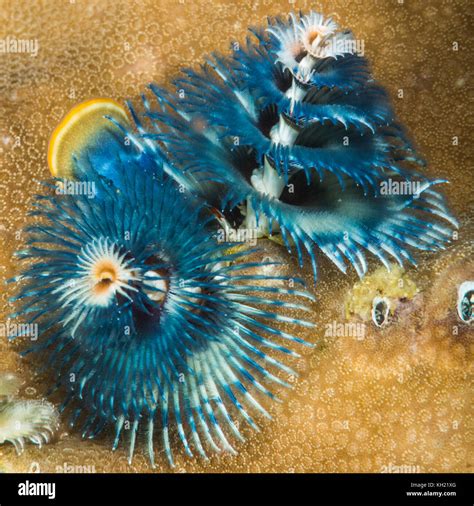 Spirobranchus Giganteus Commonly Known As Christmas Tree Worms Are