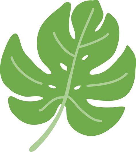 Monstera Leaf Freehand Drawing 15715205 PNG