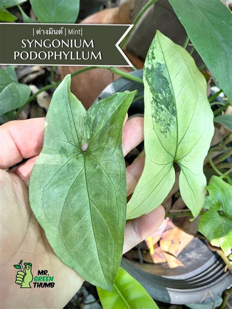 Syngonium Podophyllum Mint Variegated Plants Planting Flowers Plant