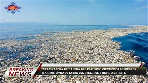 Gran mancha de basura del Pacífico Científicos descubren marinos