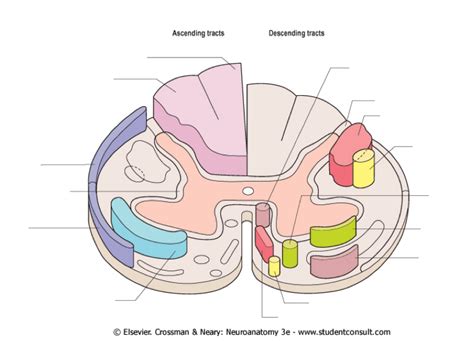 Ascending and Descending Tracts Diagram | Quizlet