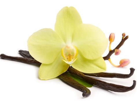 10 Impressive Benefits of Vanilla | Organic Facts