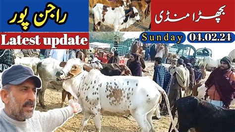 Bachra Mandi Update Sahiwal Bachra Cholistani Bachra Dajal