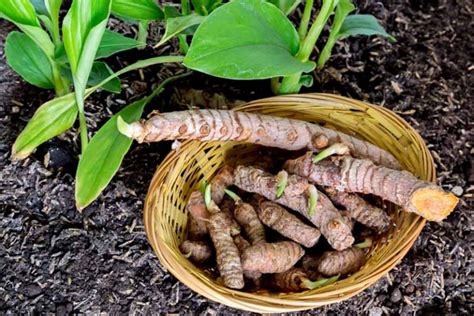 How To Plant And Grow Turmeric Gardener S Path