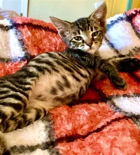 Cats for Adoption — MO4PAWS