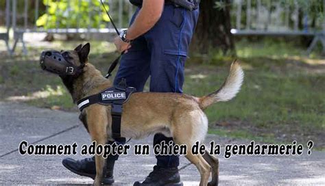 Comment Adopter Un Chien De La Gendarmerie