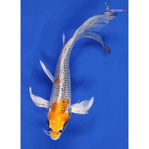 Koi Fish For Sale Next Day Koi