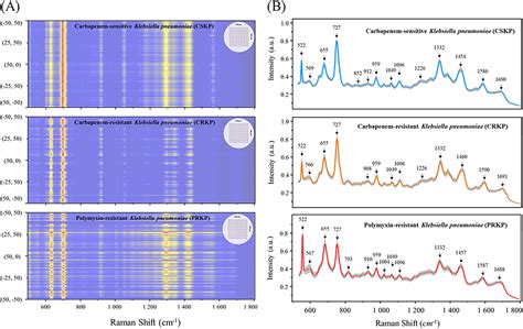 Rapid Prediction Of Multidrug Resistant Klebsiella Pneumoniae Through