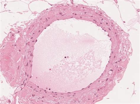 Bio Histology Flashcards Quizlet