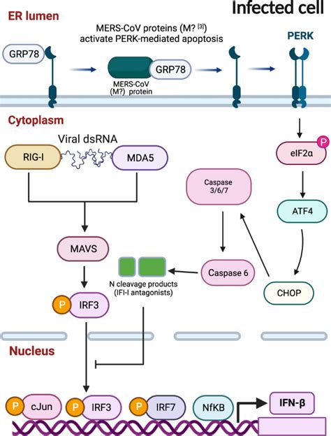 Proviral Role Of Caspase In Coronavirus Infections Cell Research X Mol